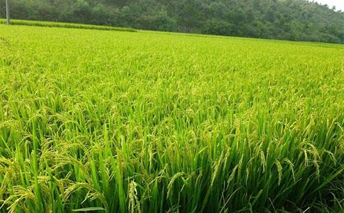 降溫需注意：稻田灌水，保灌漿防青枯