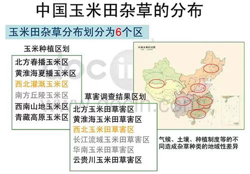 玉米田陷入斷檔期，除草劑到了大洗牌時(shí)代